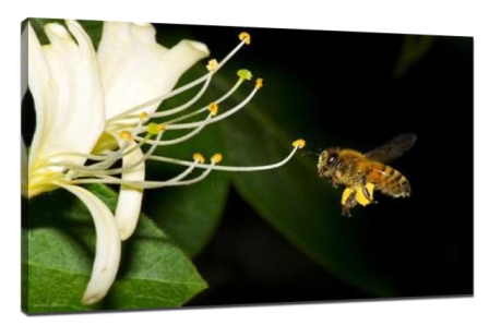 Insects Macro photography Tips