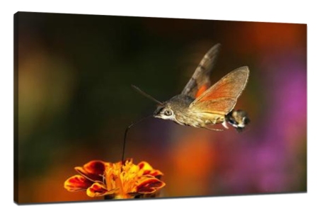 Insects Macro photography Tips