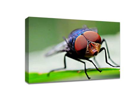 10 tips for macro photography beginners