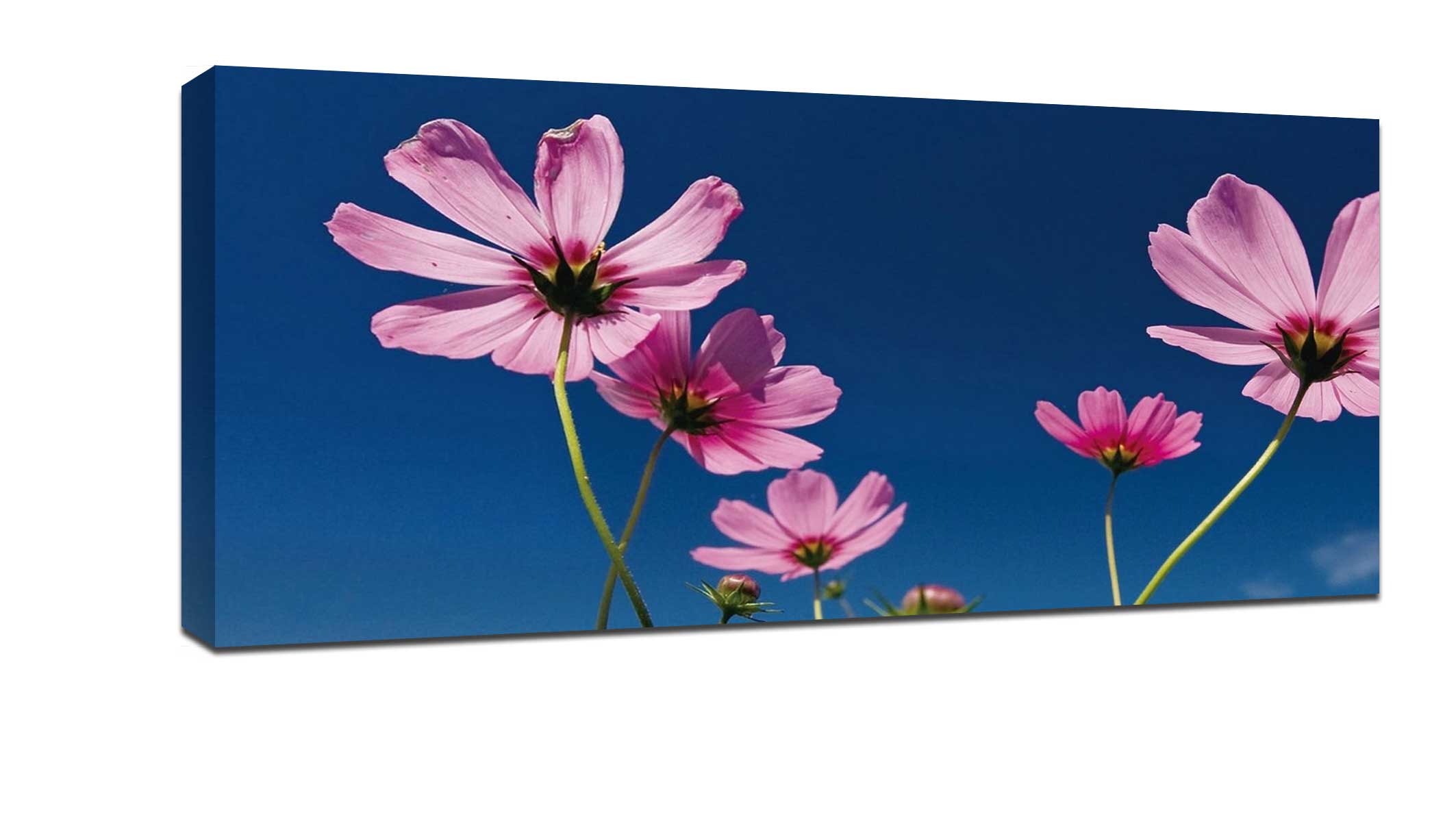Five tips for shooting unique flowers