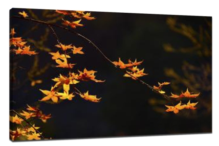 How to make use of composition light and shadow make pictures full of stereo feeling1