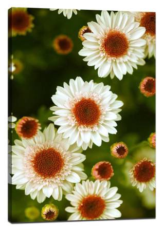 Shoot Chrysanthemum painting