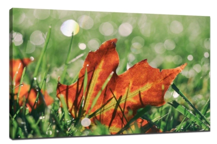 How to use color in photography1