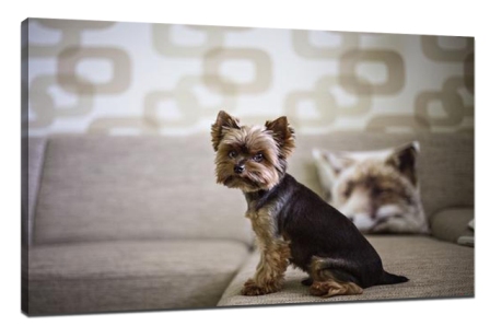 Pet photography shooting tips1