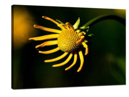 Take Creative Photos of Micro Flowers