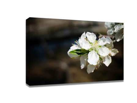 Taking advantage of the equipment to take the flower photograph