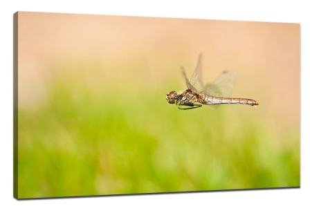 The technique of natural ecological photography