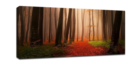 Tips for autumn photography